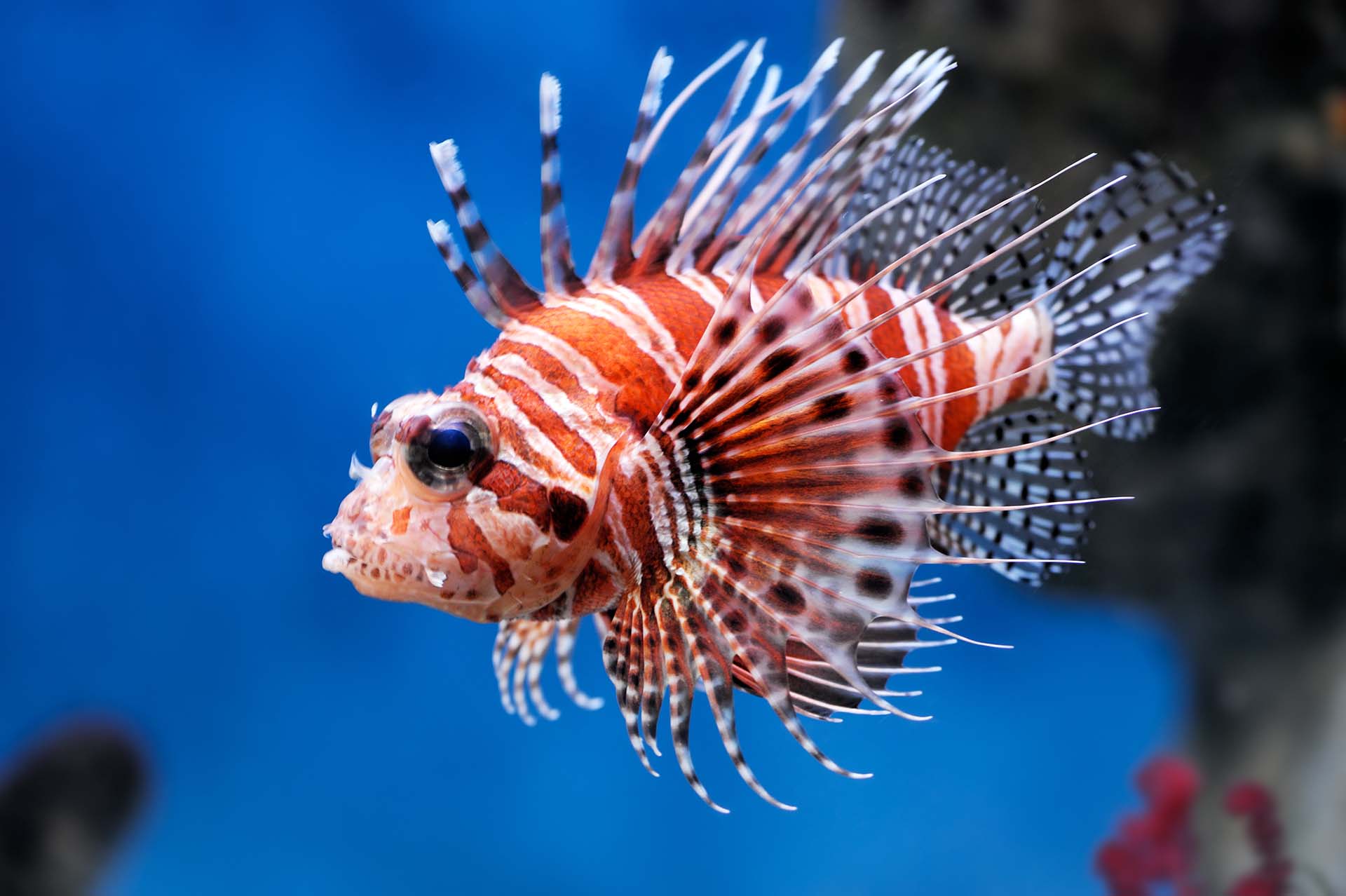 A close-up of a lionfish in water 