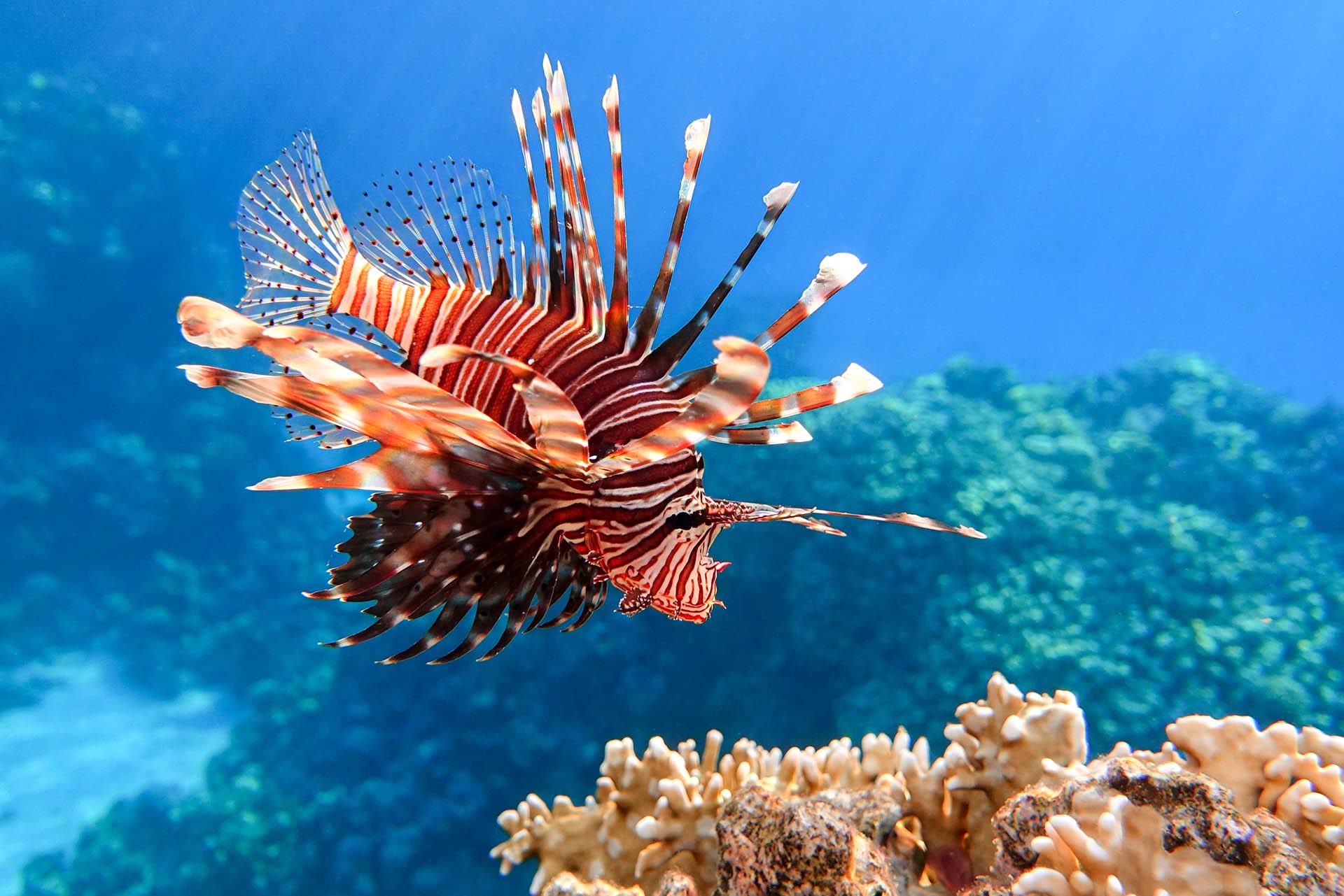 Lionfish in water 