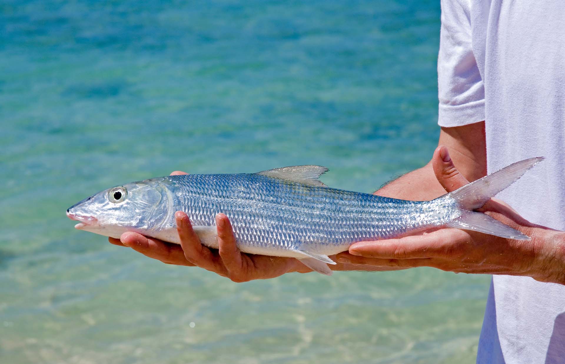Person holding a bonefish