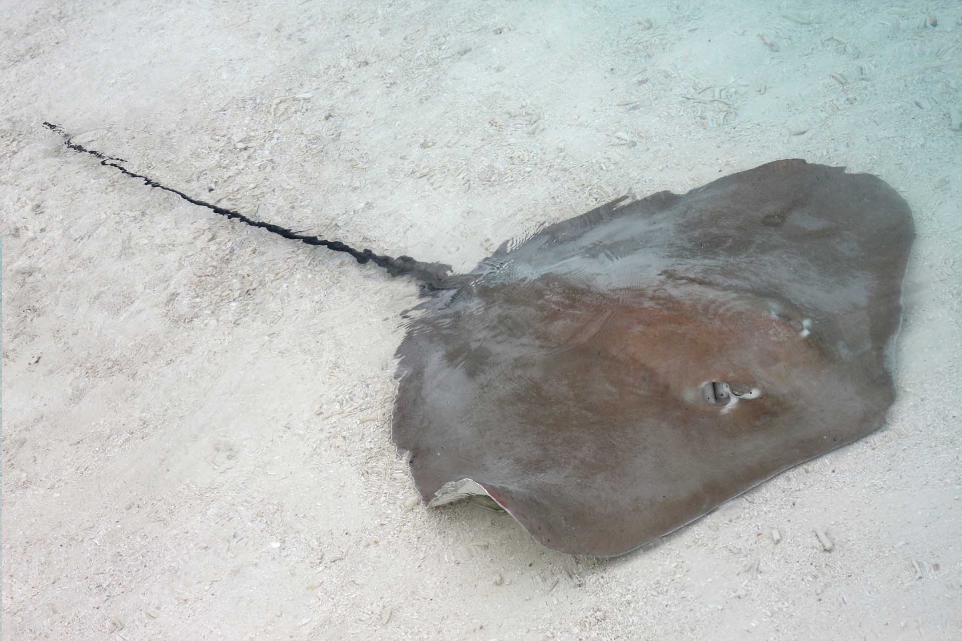 A stingray in the shallow water 