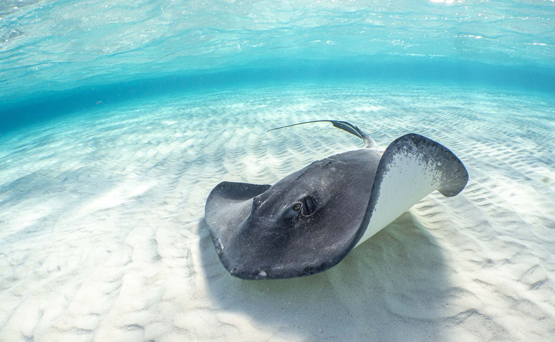 A beautiful shot of a stingray swimming blue water