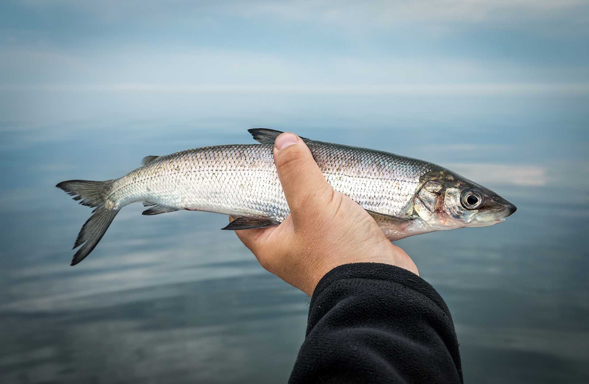 Fisherman ready to release his catch - whitefish