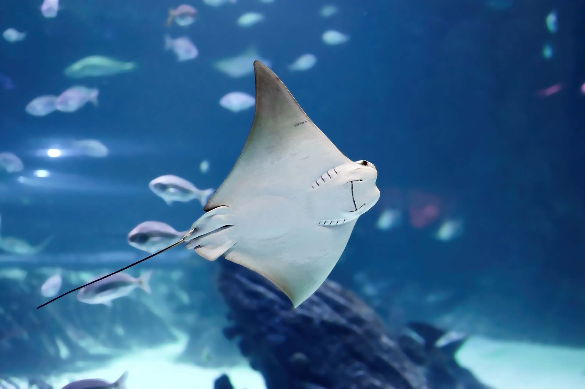 Stingray fish showing its mouth