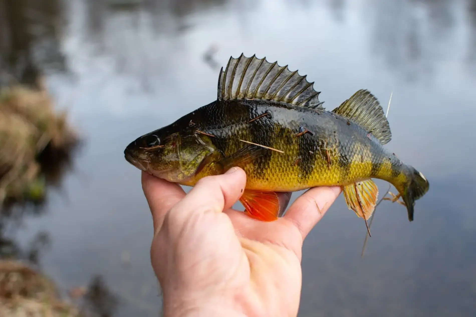 A person holding a small yellow perch