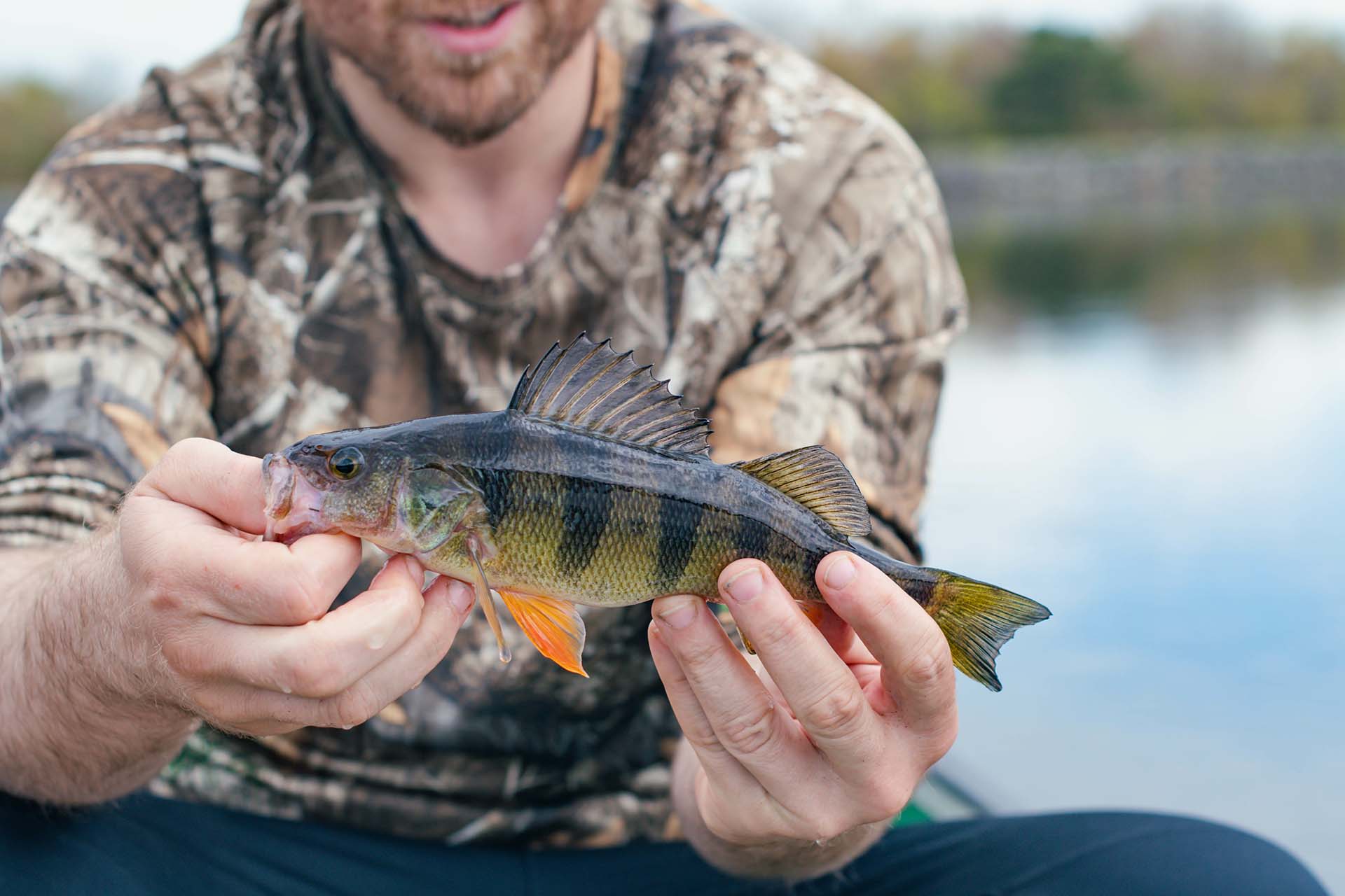Man holding a beautiful yellow perch caught from a boat on a fresh water lake