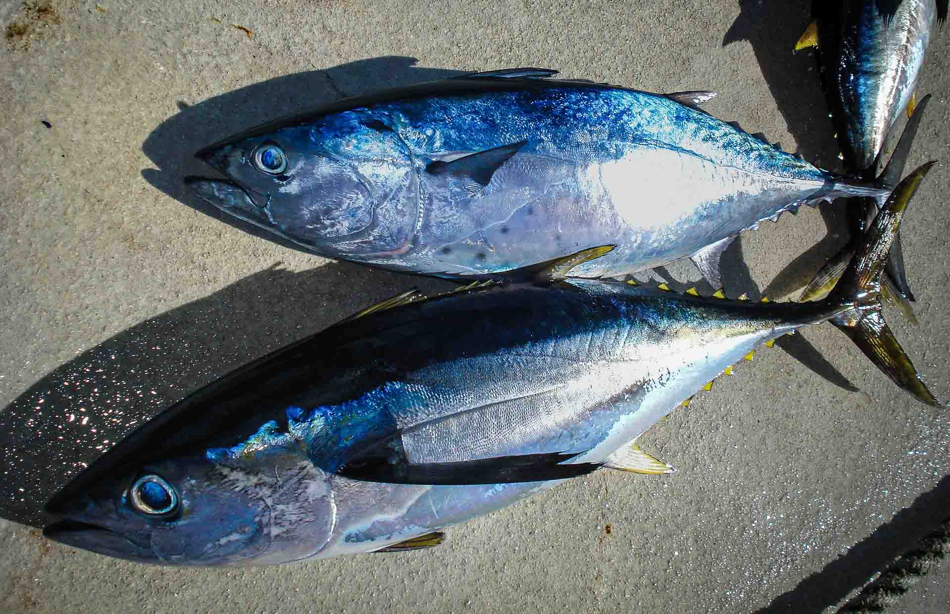 Two yellowfin tuna on the ground 