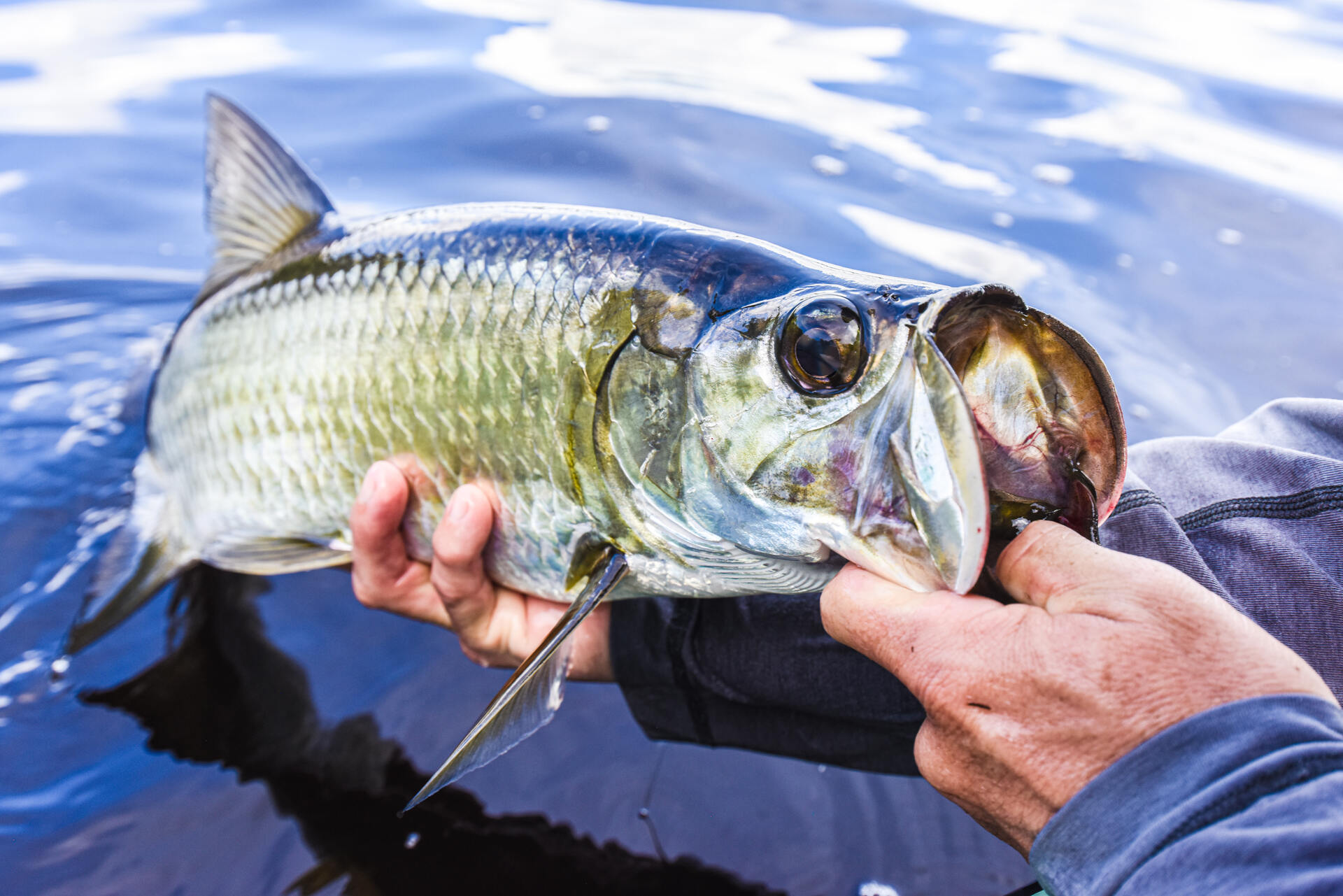 A man holding a tarpon