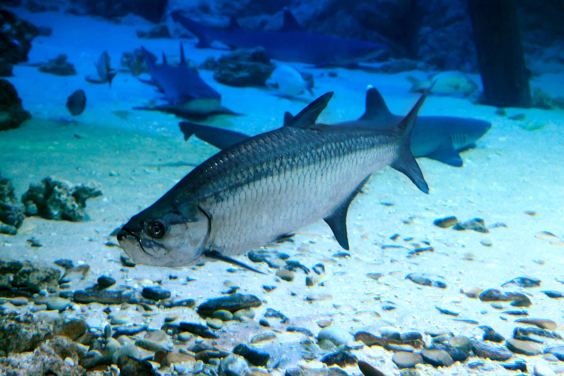 Atlantic tarpon swimming