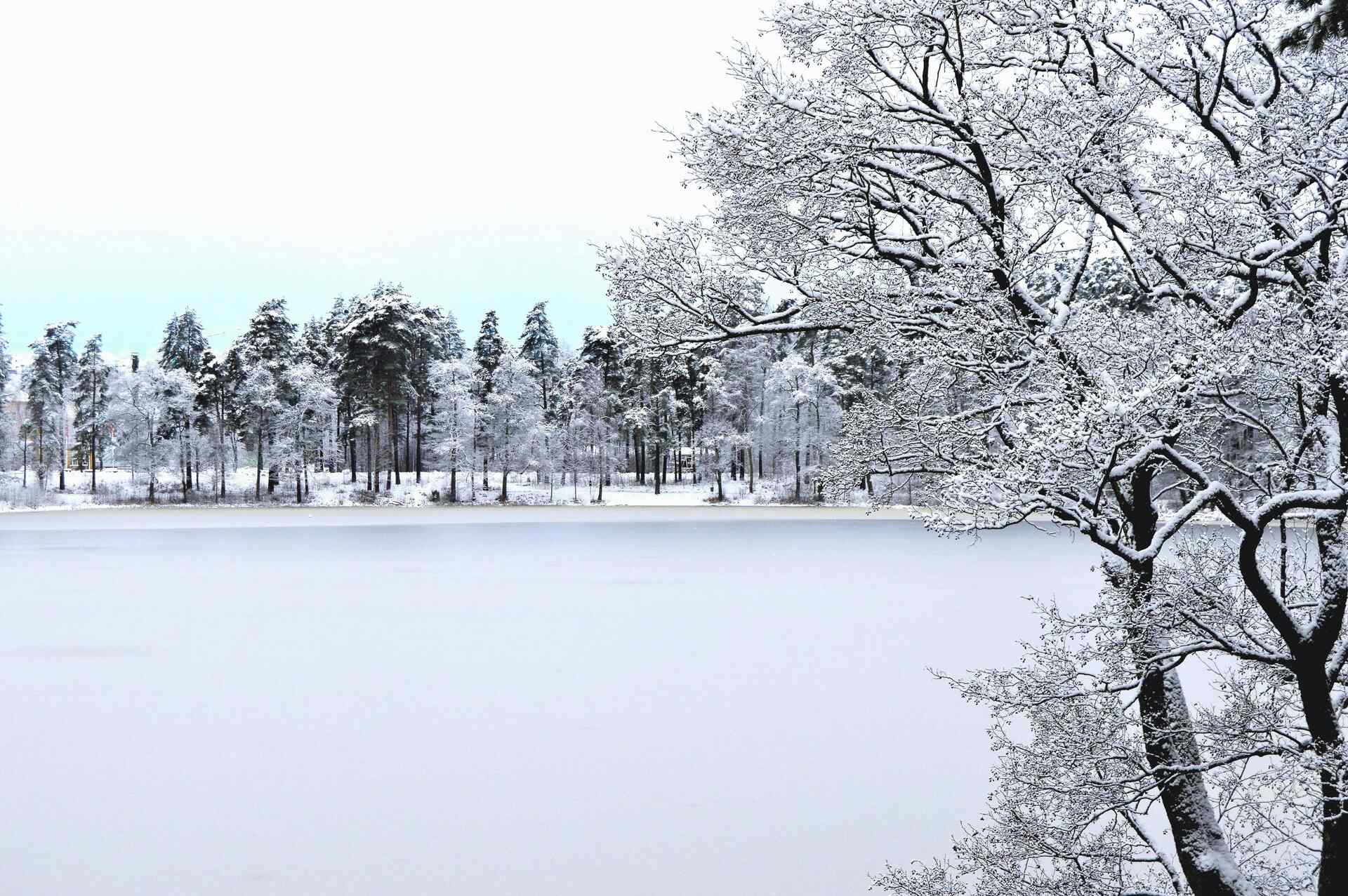  Frozen lake surrounded by forest