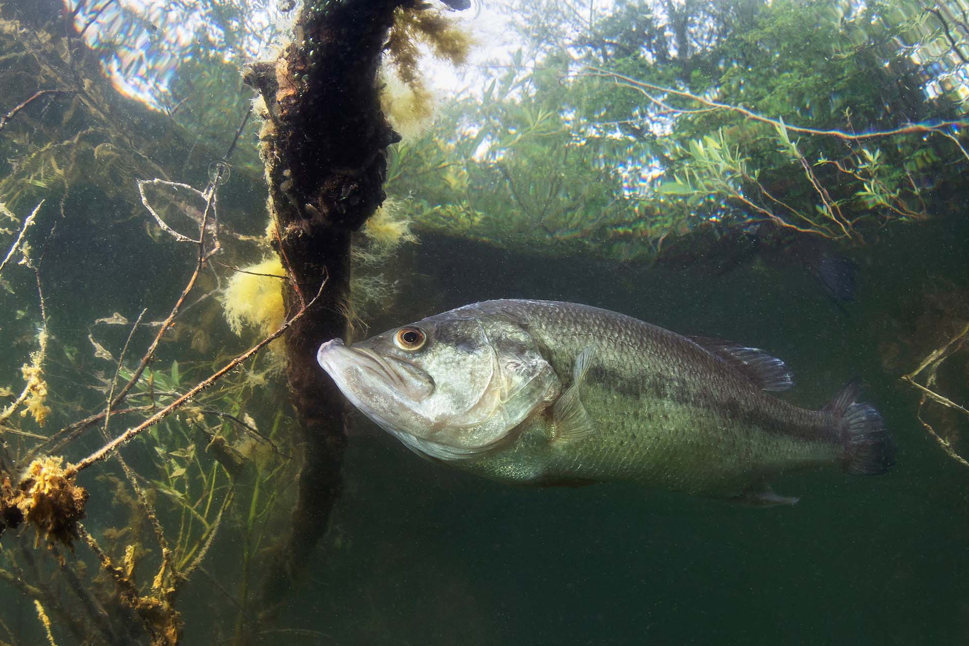 Underwater picture of a frash water fish Largemouth Bass