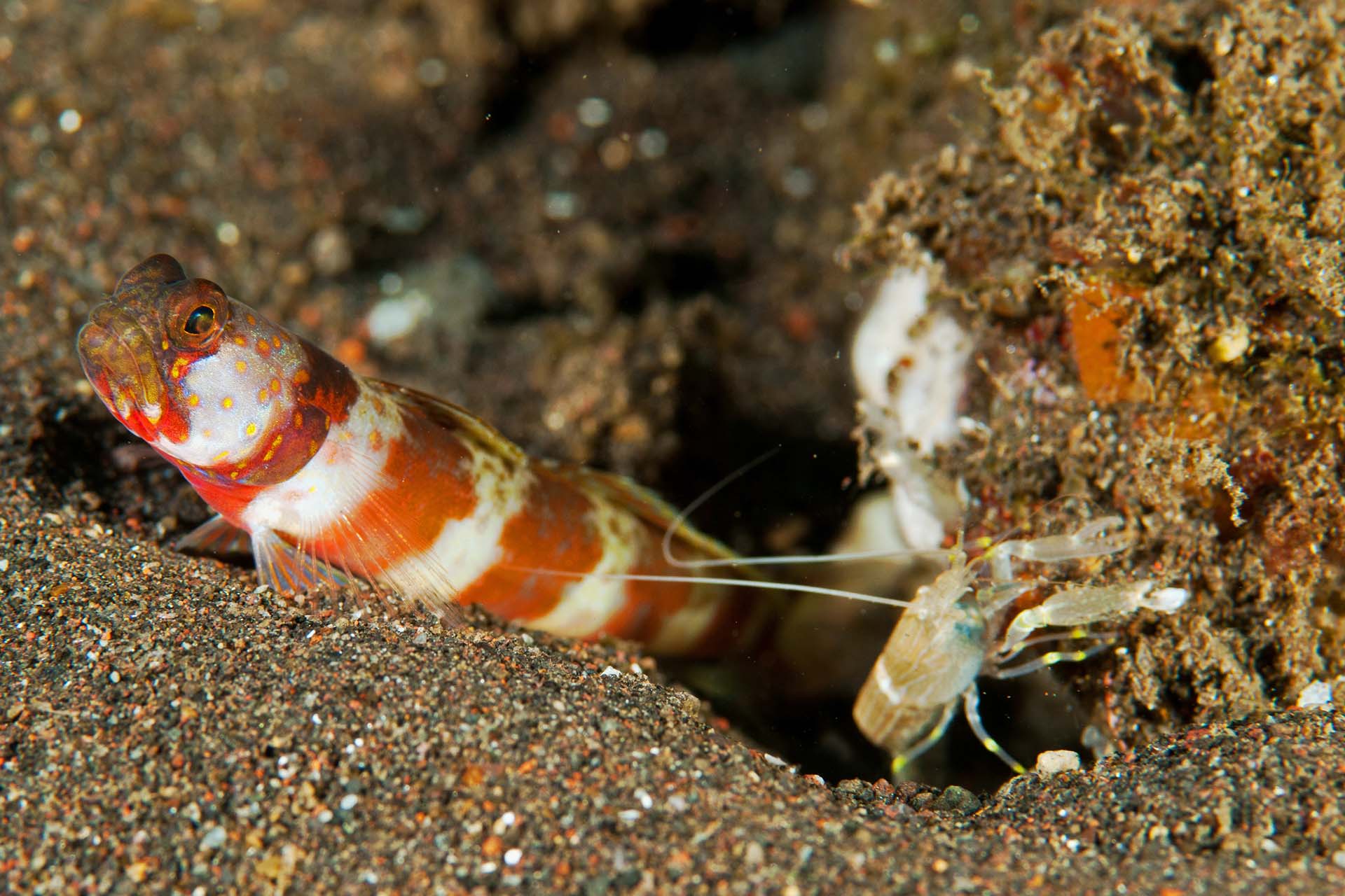 A shrimp and goby sharing the same home 