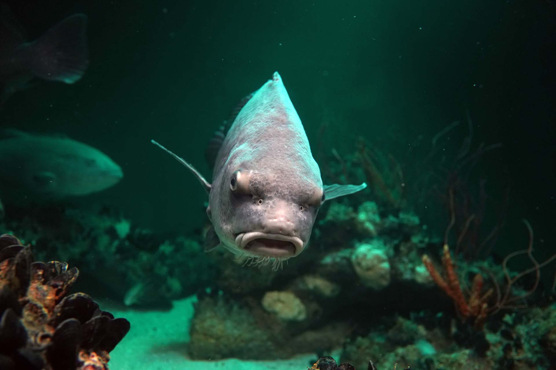 Black drum close up 