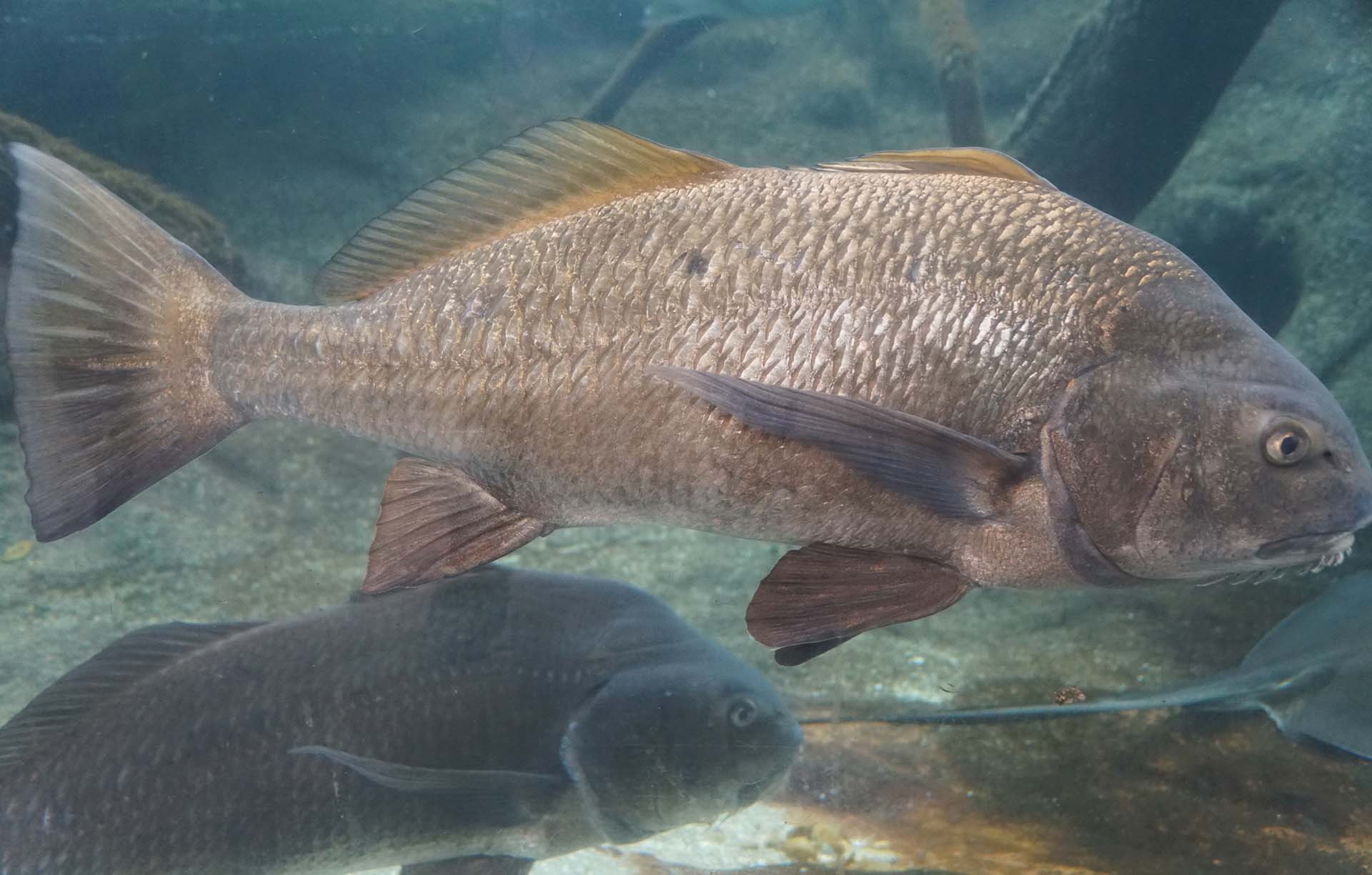 Close up of a large black drum swimming inside a fish tank