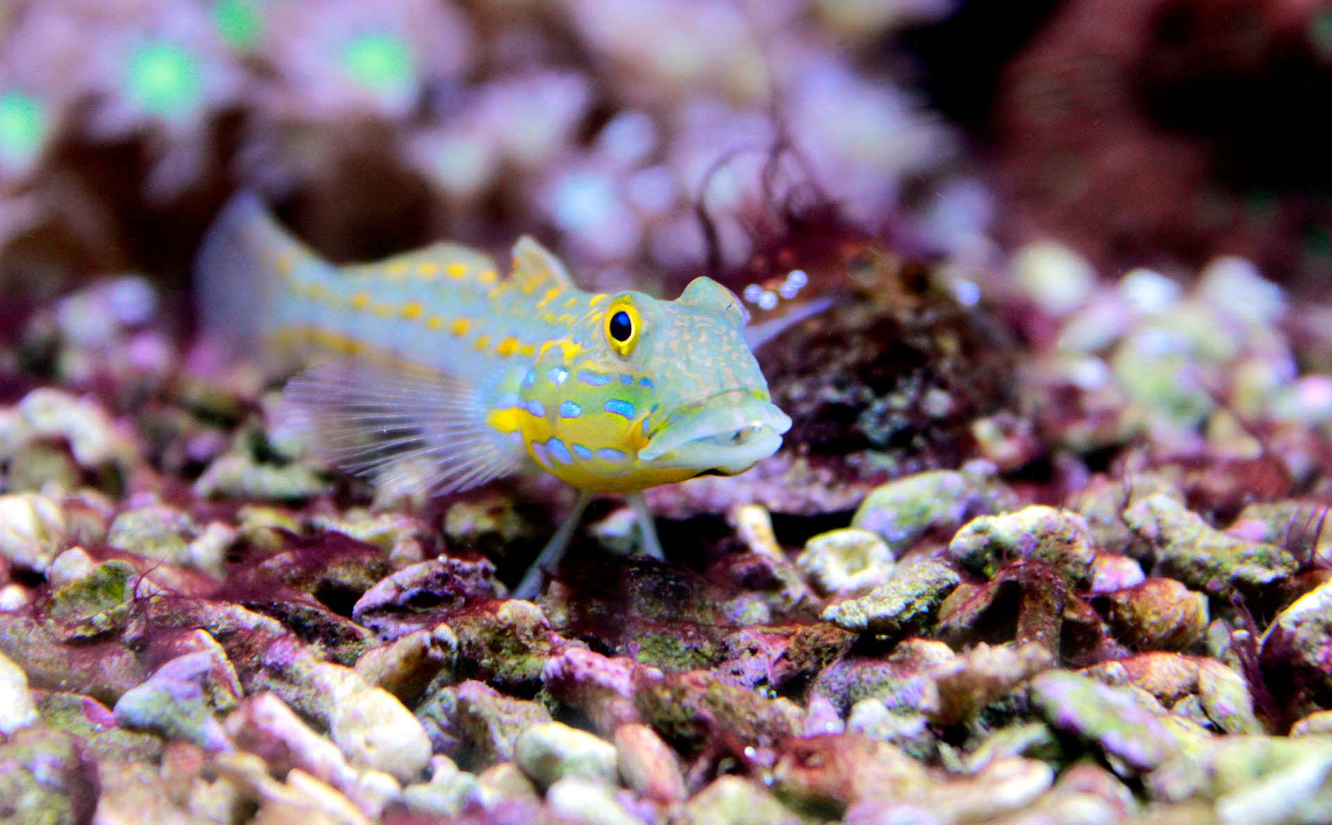 Diamond Watchman Goby