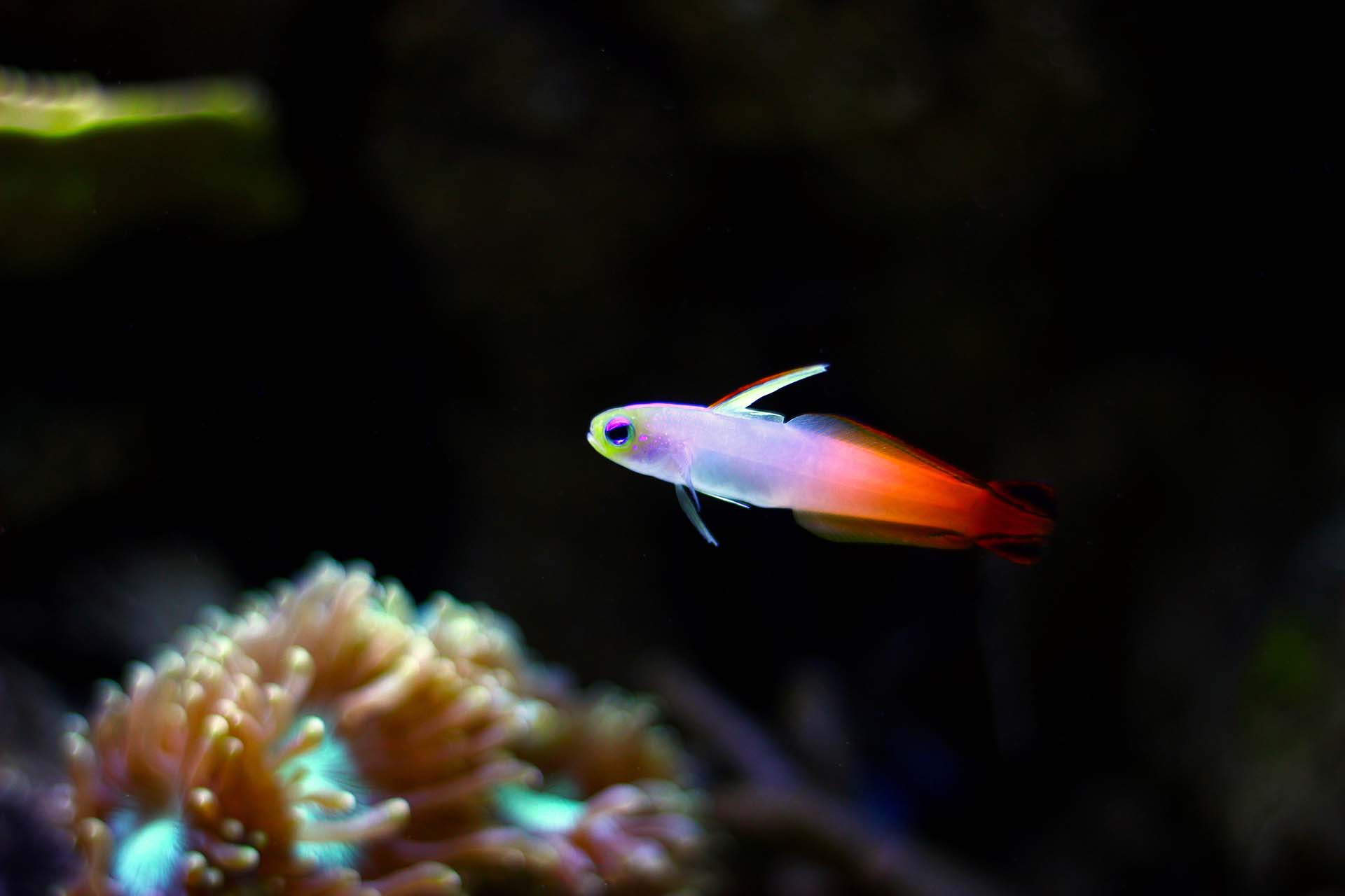 Firefish goby (Nemateleotris magnifica)