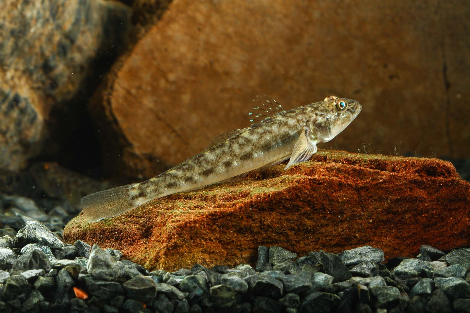 Round goby