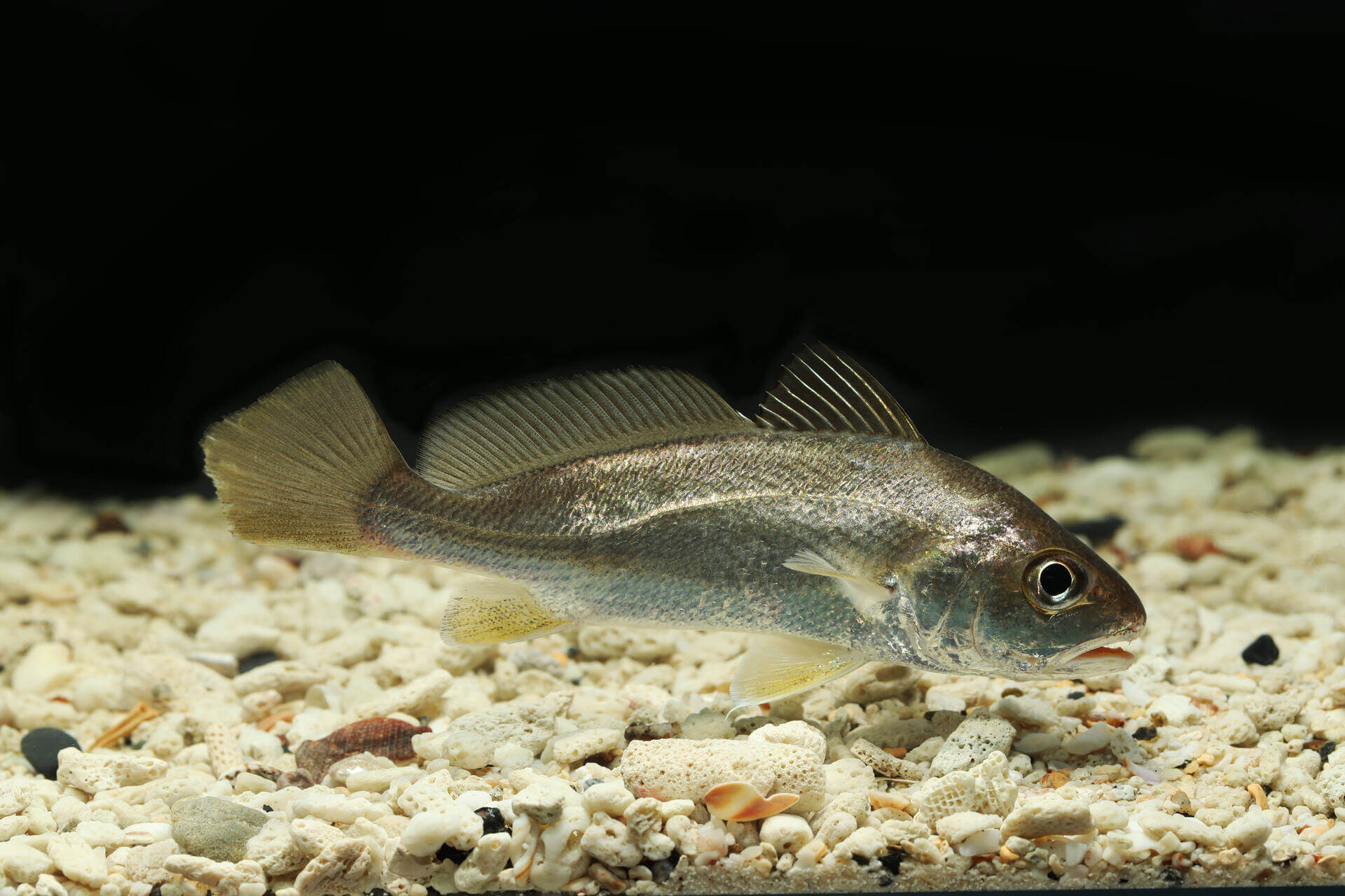 A weakfish in water