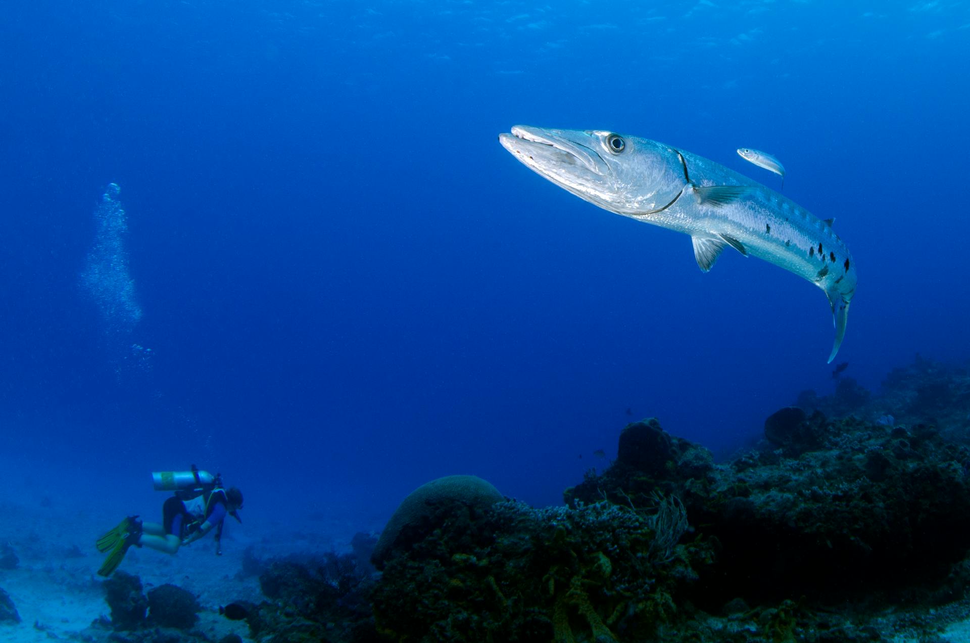 A close-up photo of a great barracuda