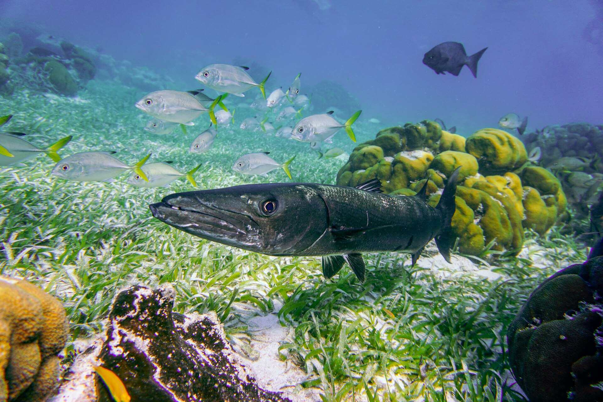 Barracuda swimming through the coral reef