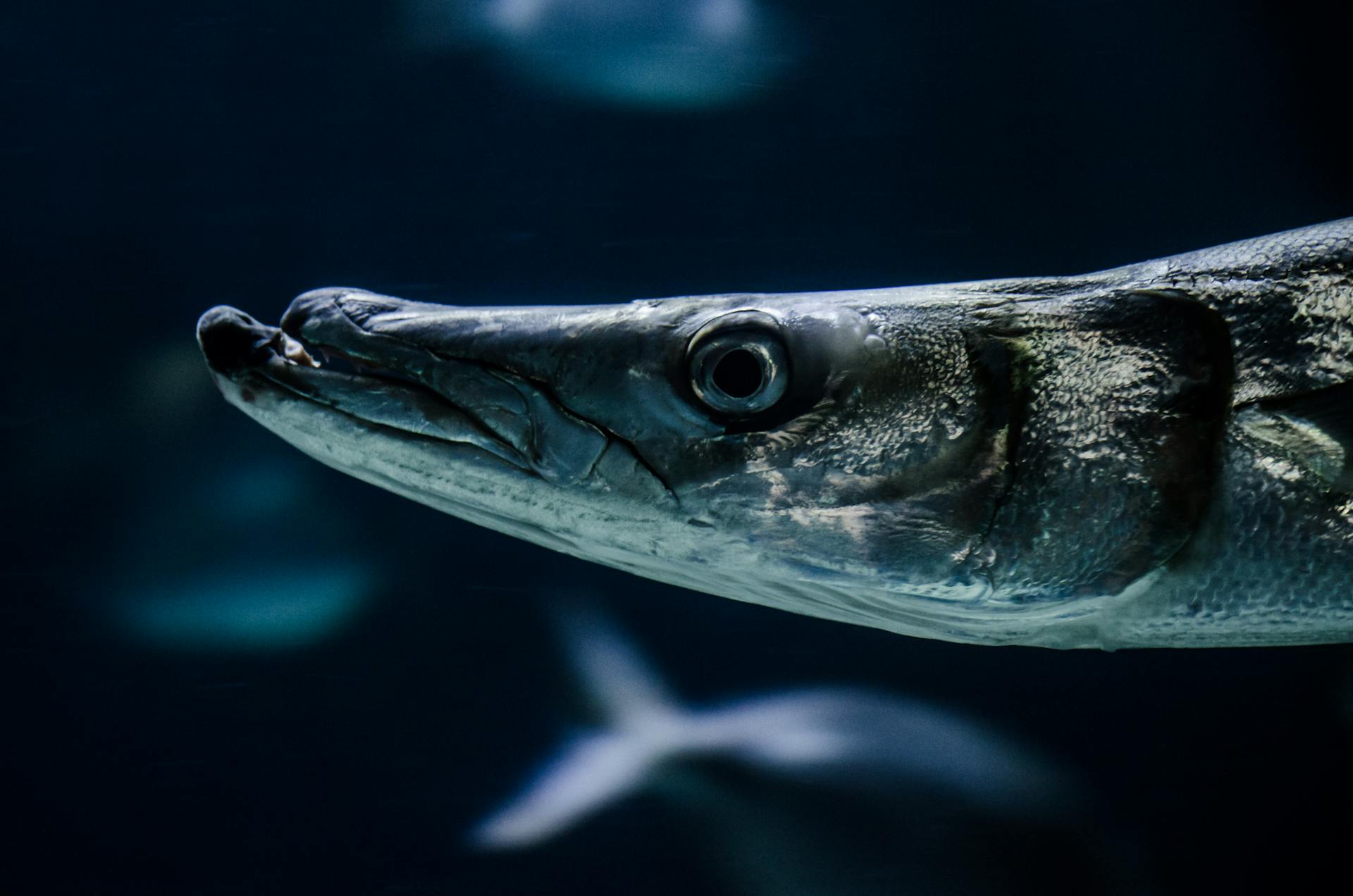 Close-up of barracuda's head