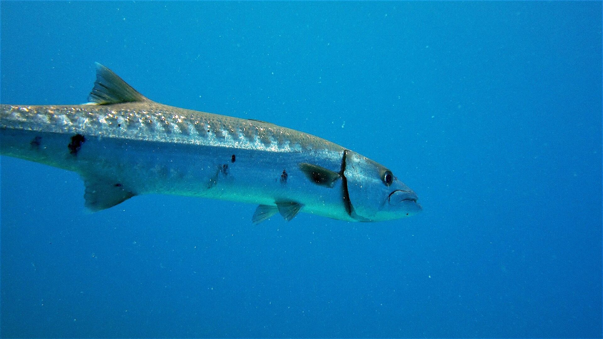 A Great Barracuda swimming by