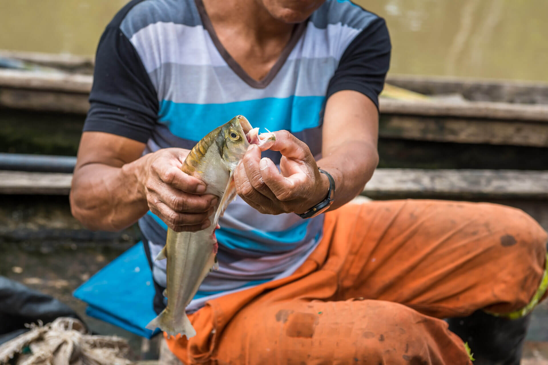 Fisherman displaying the teeth of a barracuda fish