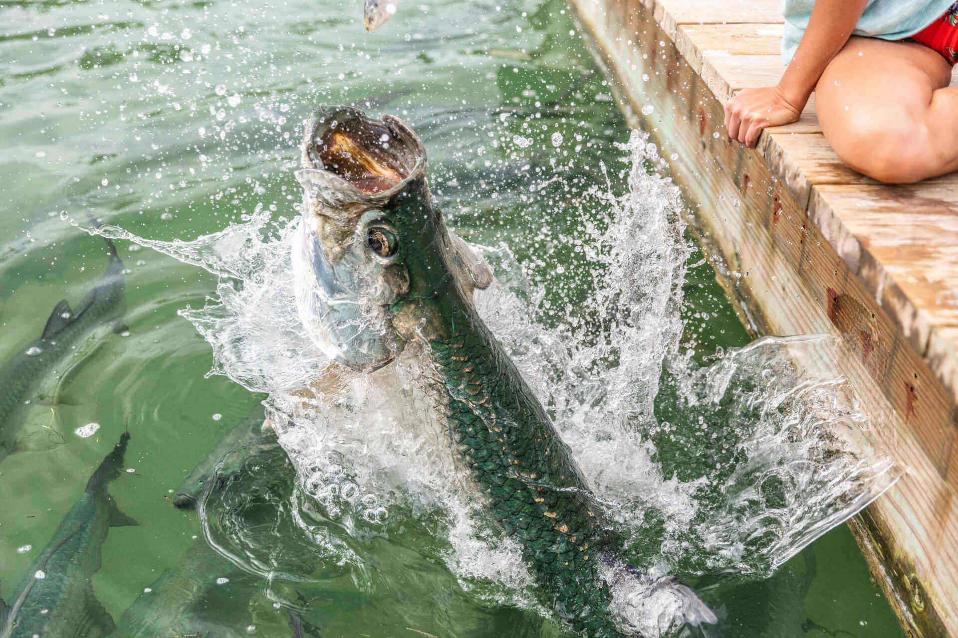 Tarpon feeding in the Florida Keys