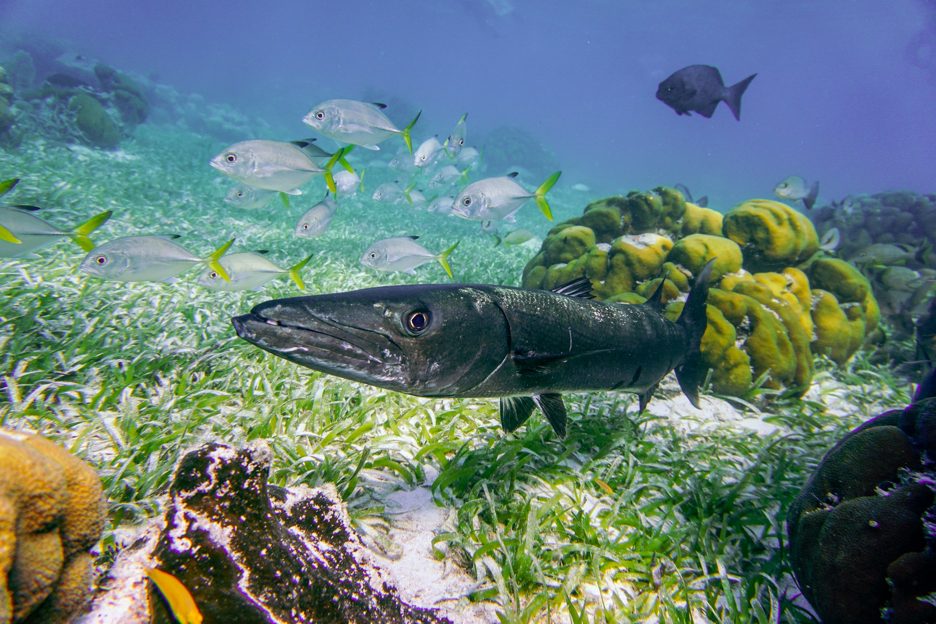 A gray barracuda in ocean depth