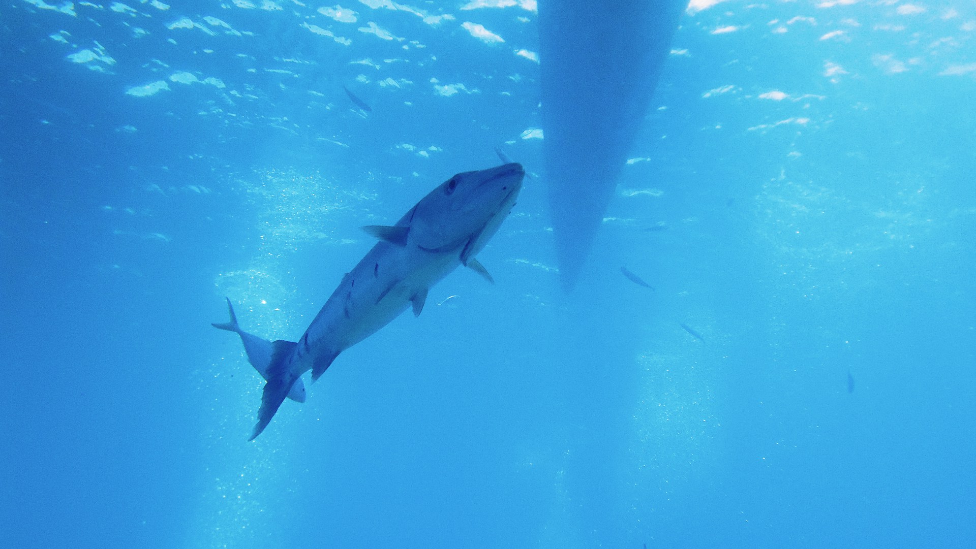 A great barracuda swimming beneath a boat