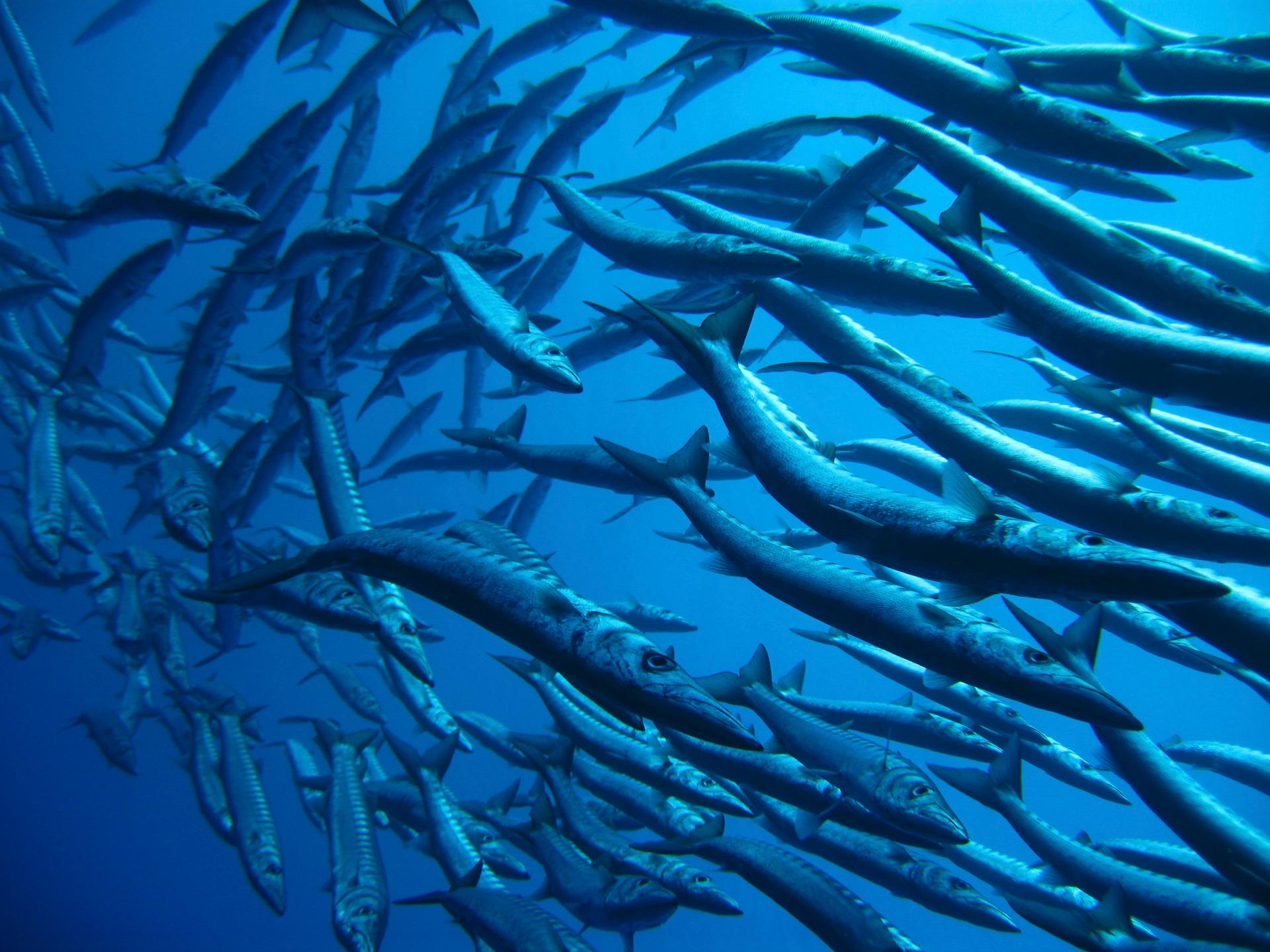 A school of barracuda fish