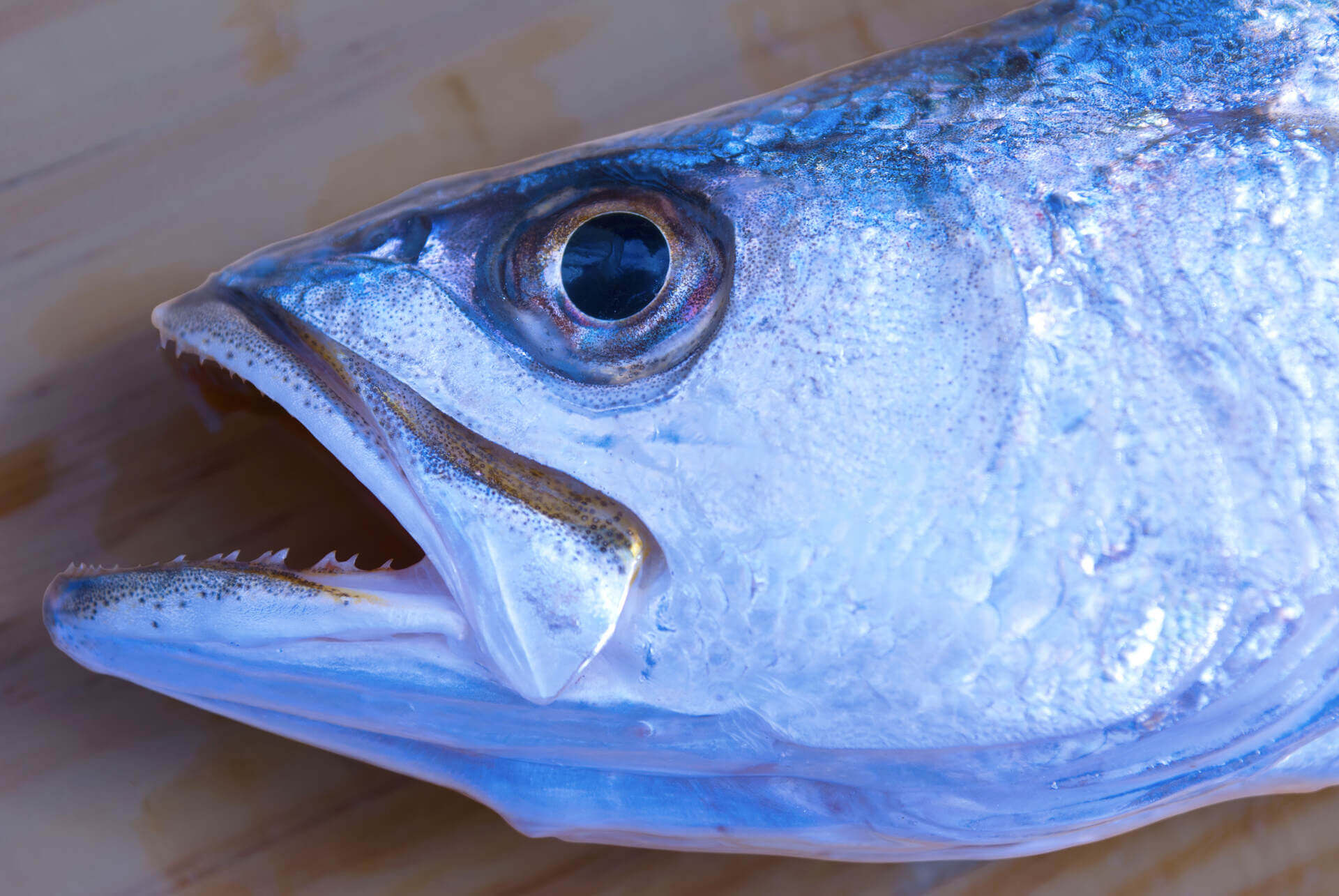 Head of a weakfish 