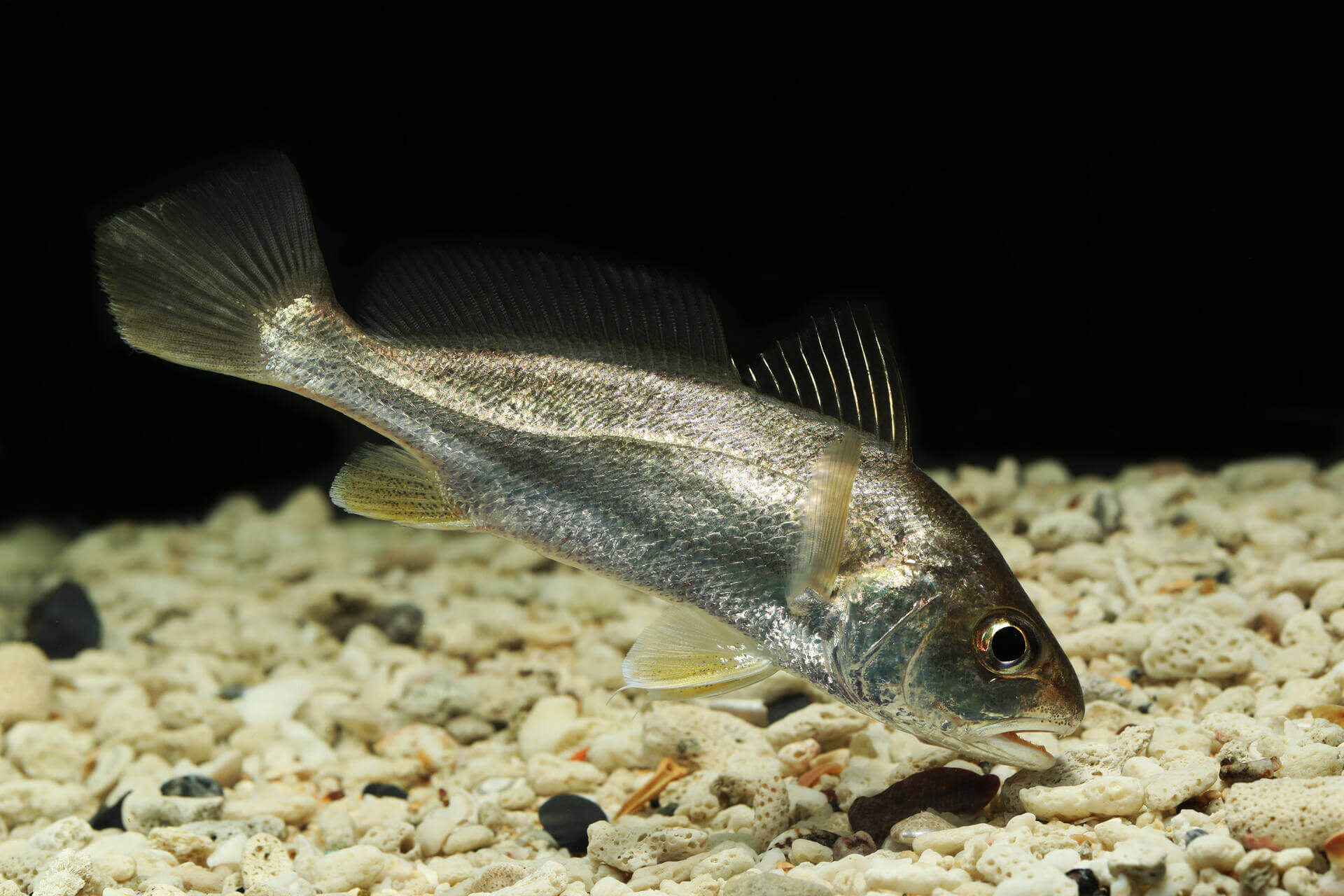 Weakfish in water