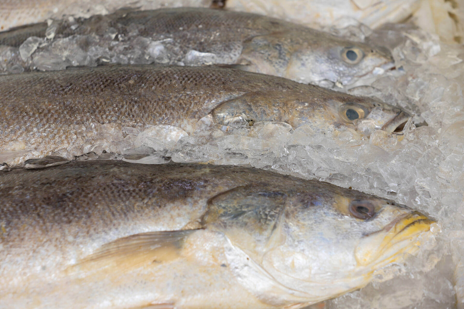 Weakfish on ice