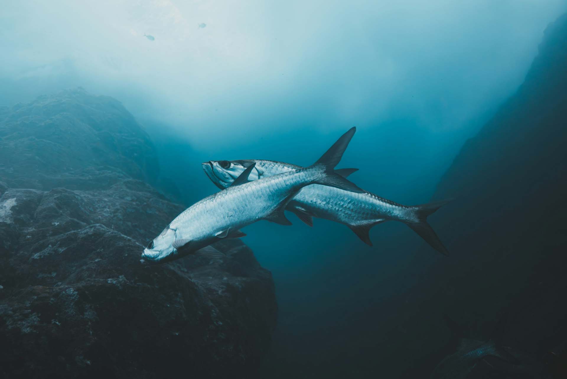 Two tarpon in the water near a rock