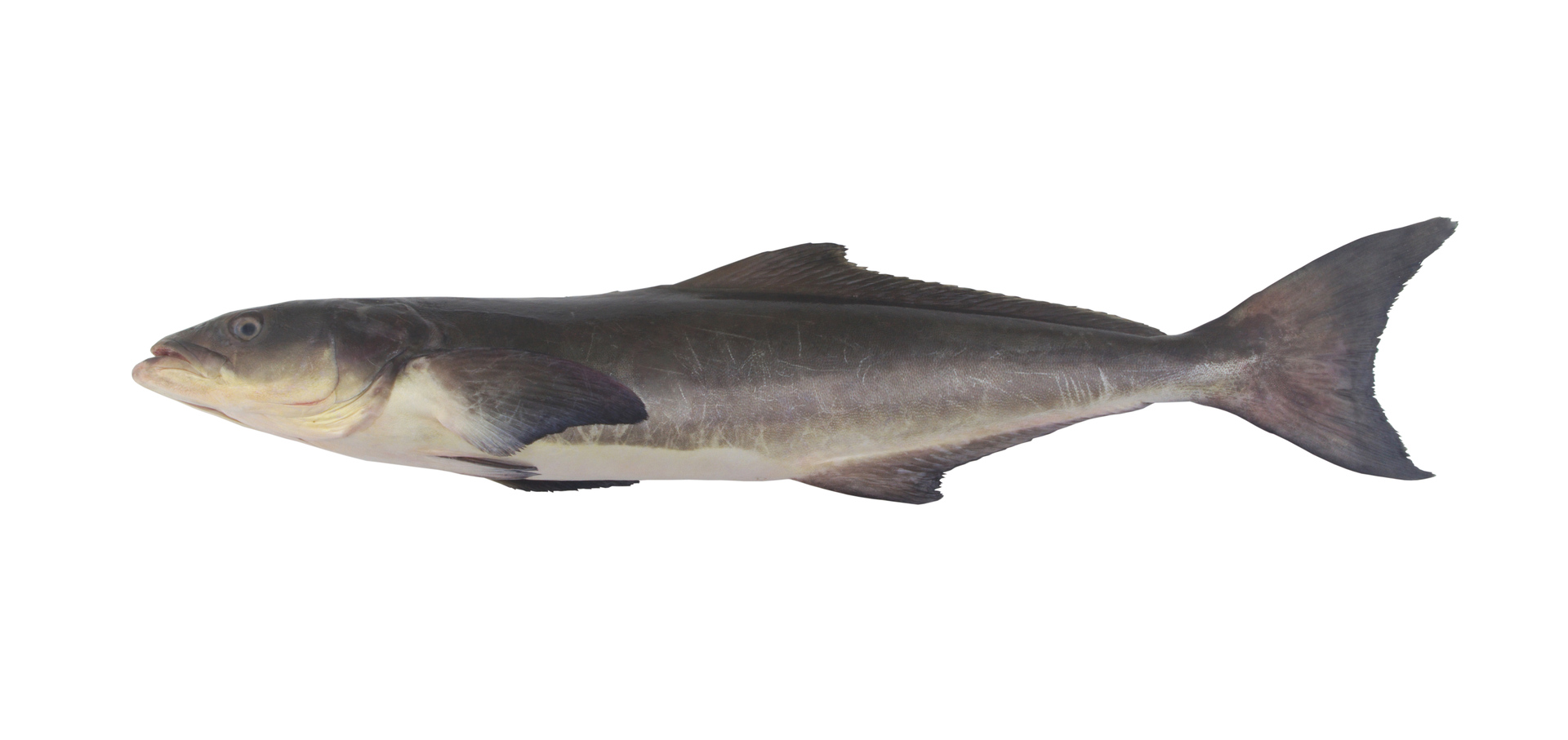 Cobia fish on a white screen