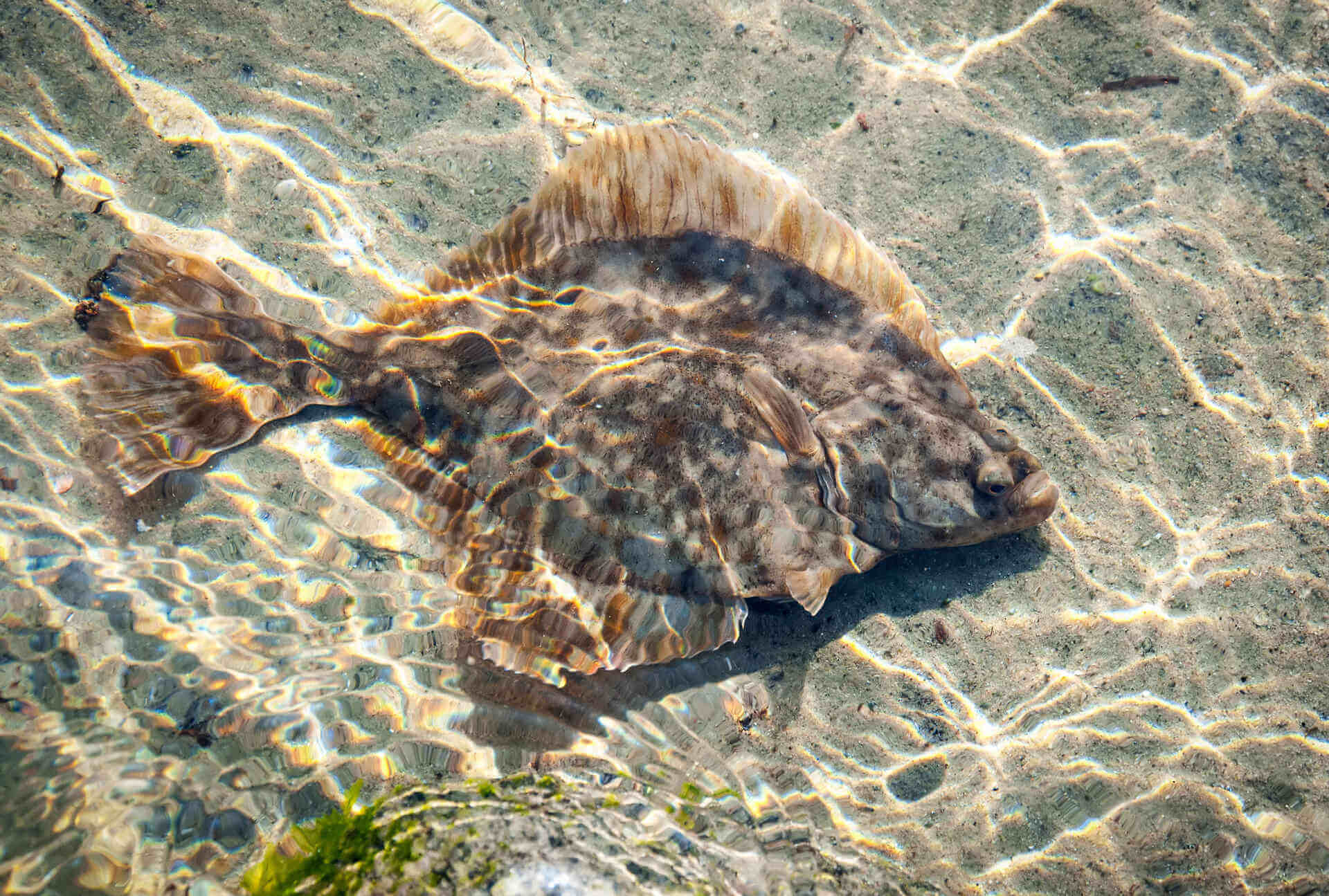 Flounder laying on the send in the shallow water