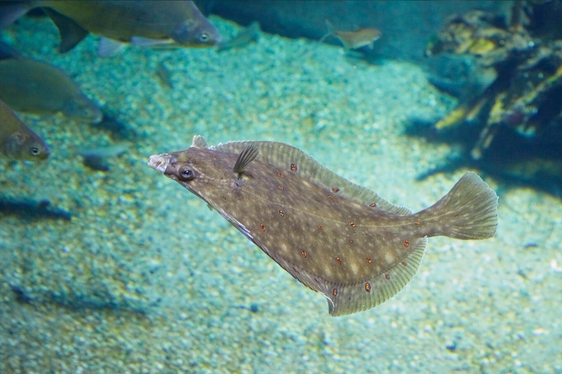 Flounder swimming just above the seabed