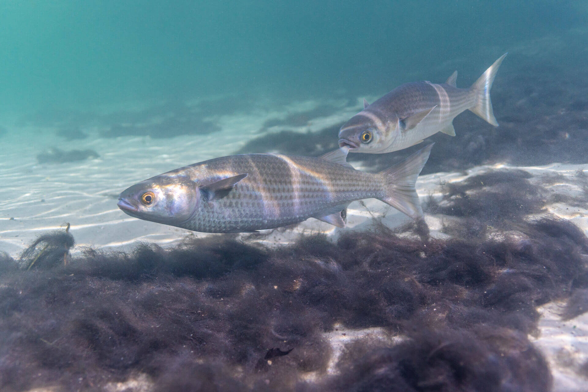 Underwater shots of mullets