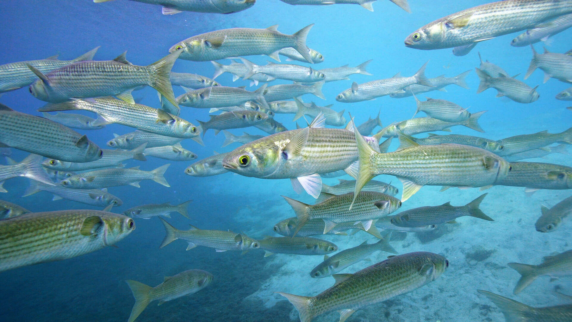 School of gray mullets in shallow water