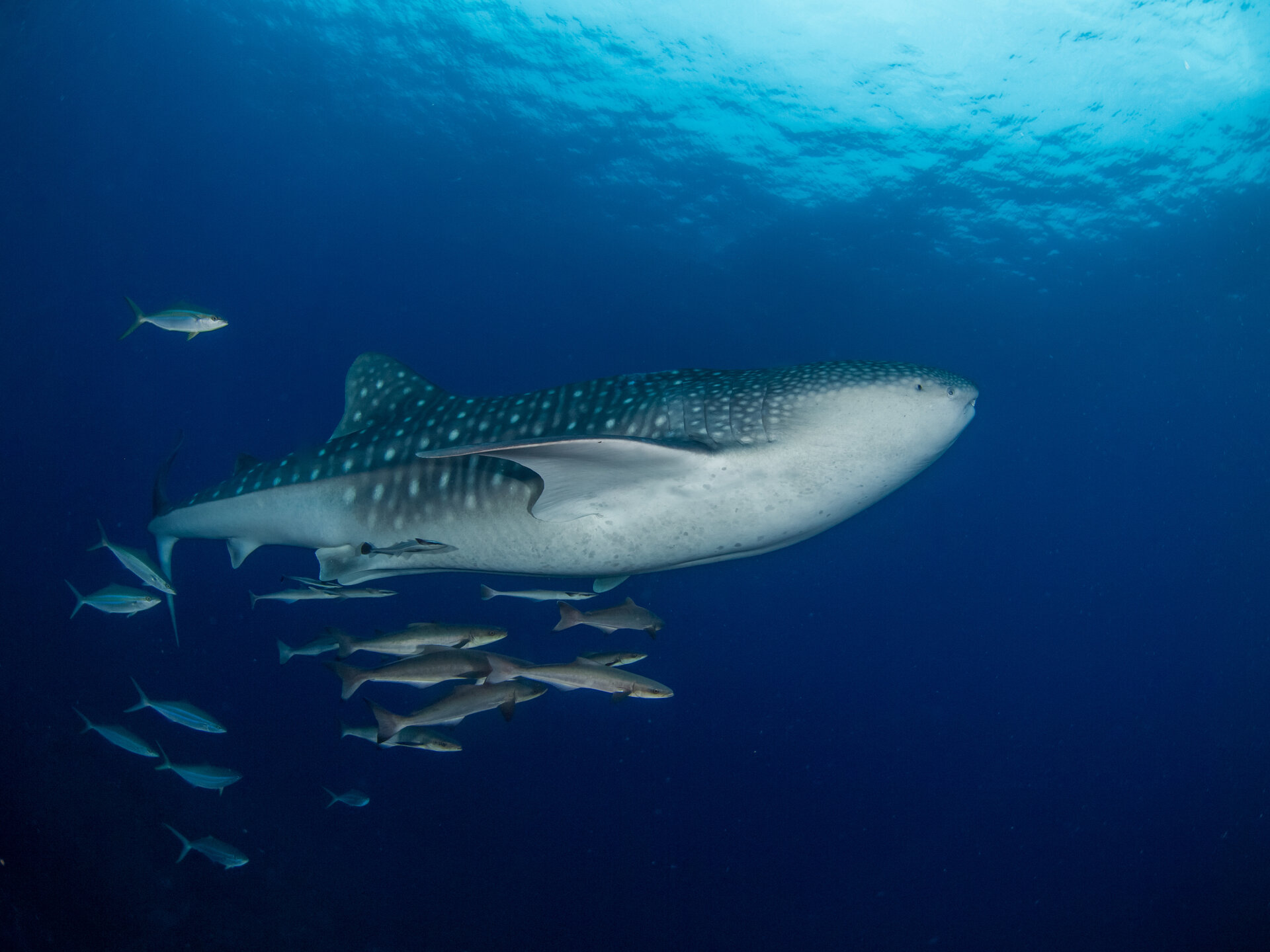 Cobia surrounding a shark 