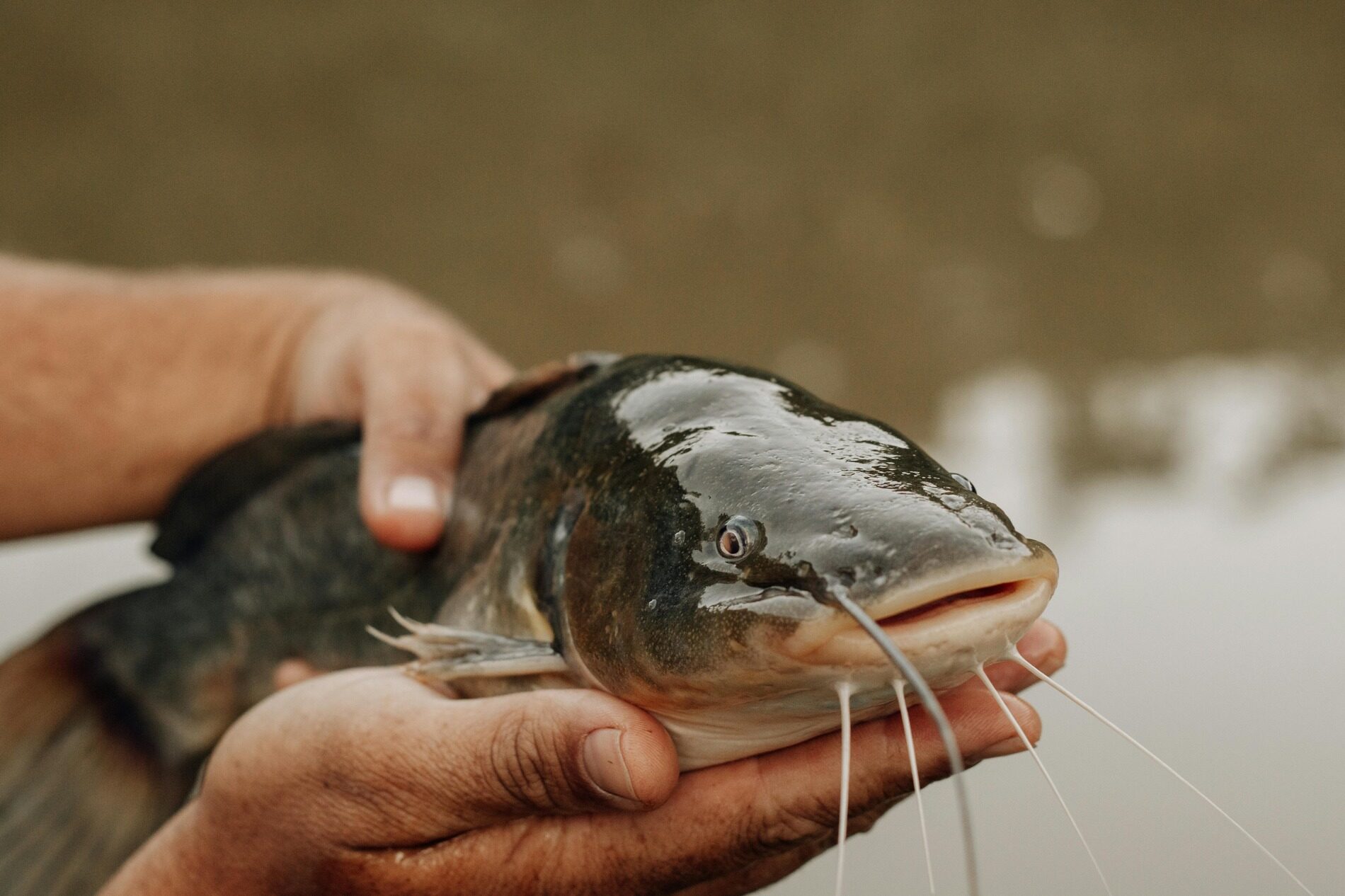 Why Is the Choice of Fishing Reel Important When Catching Catfish? Catfish, those whiskered warriors of the water, present a unique challenge in the fishing world. Known for their diverse sizes and formidable strength, these fish species range from modest channel varieties to the monstrous blues and flatheads that lurk in the depths.