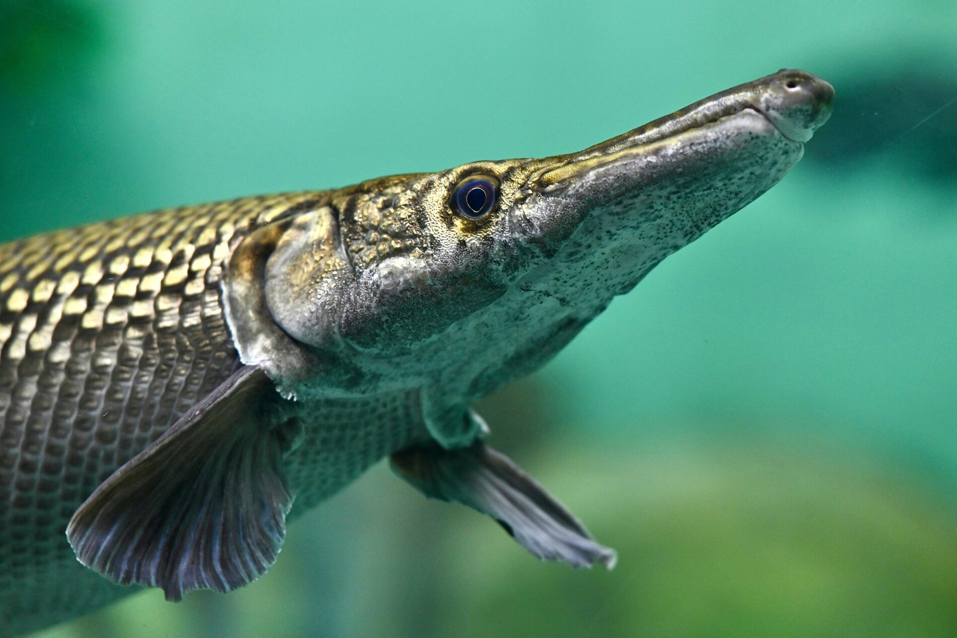 A close-up of gar fish