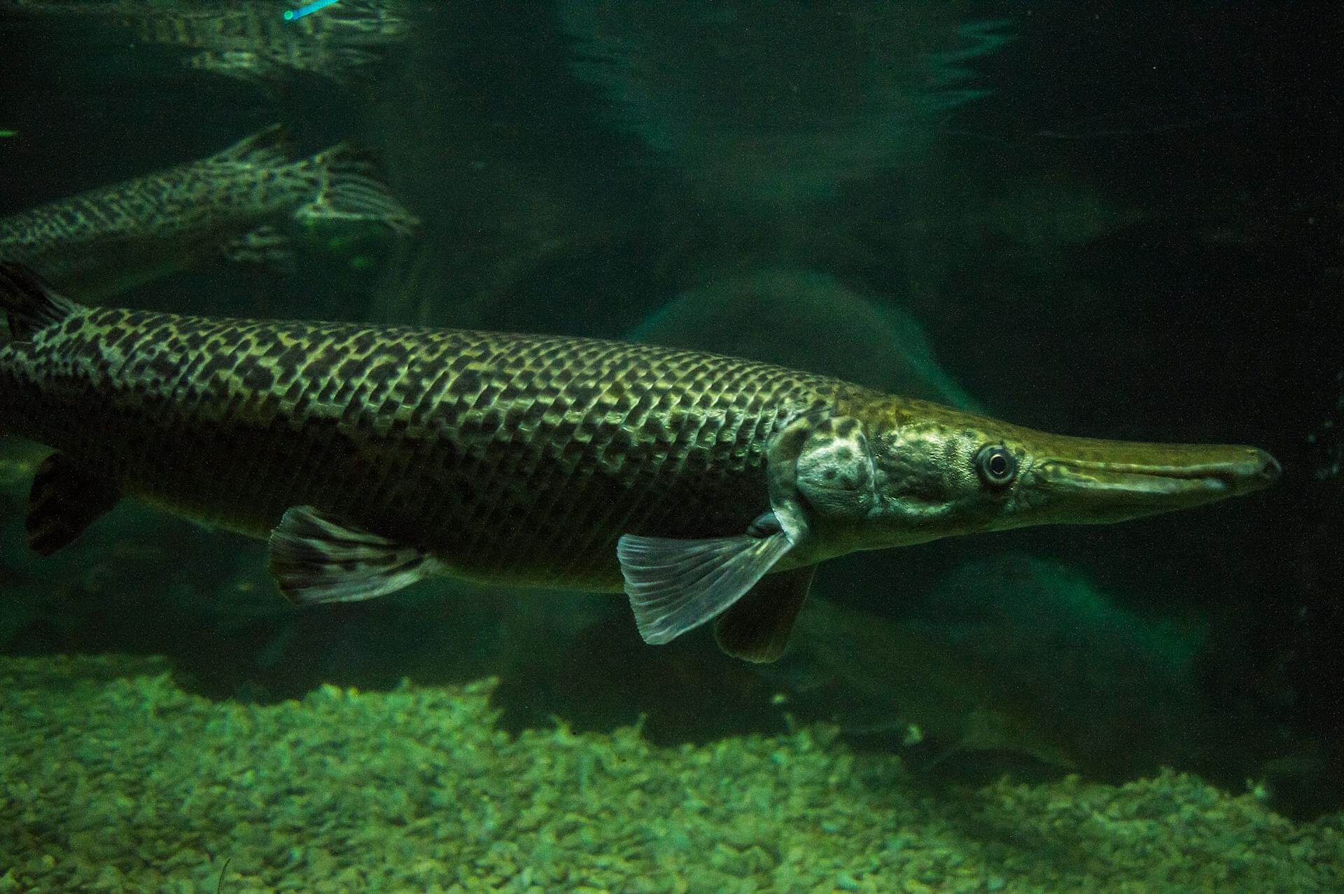 Alligator gar fish