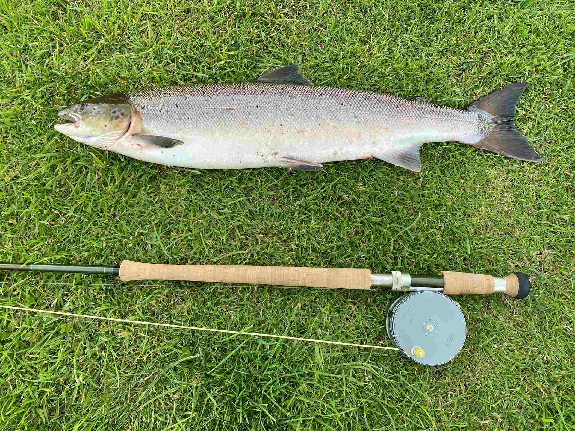 An Atlantic salmon on the green grass with a fishing rod