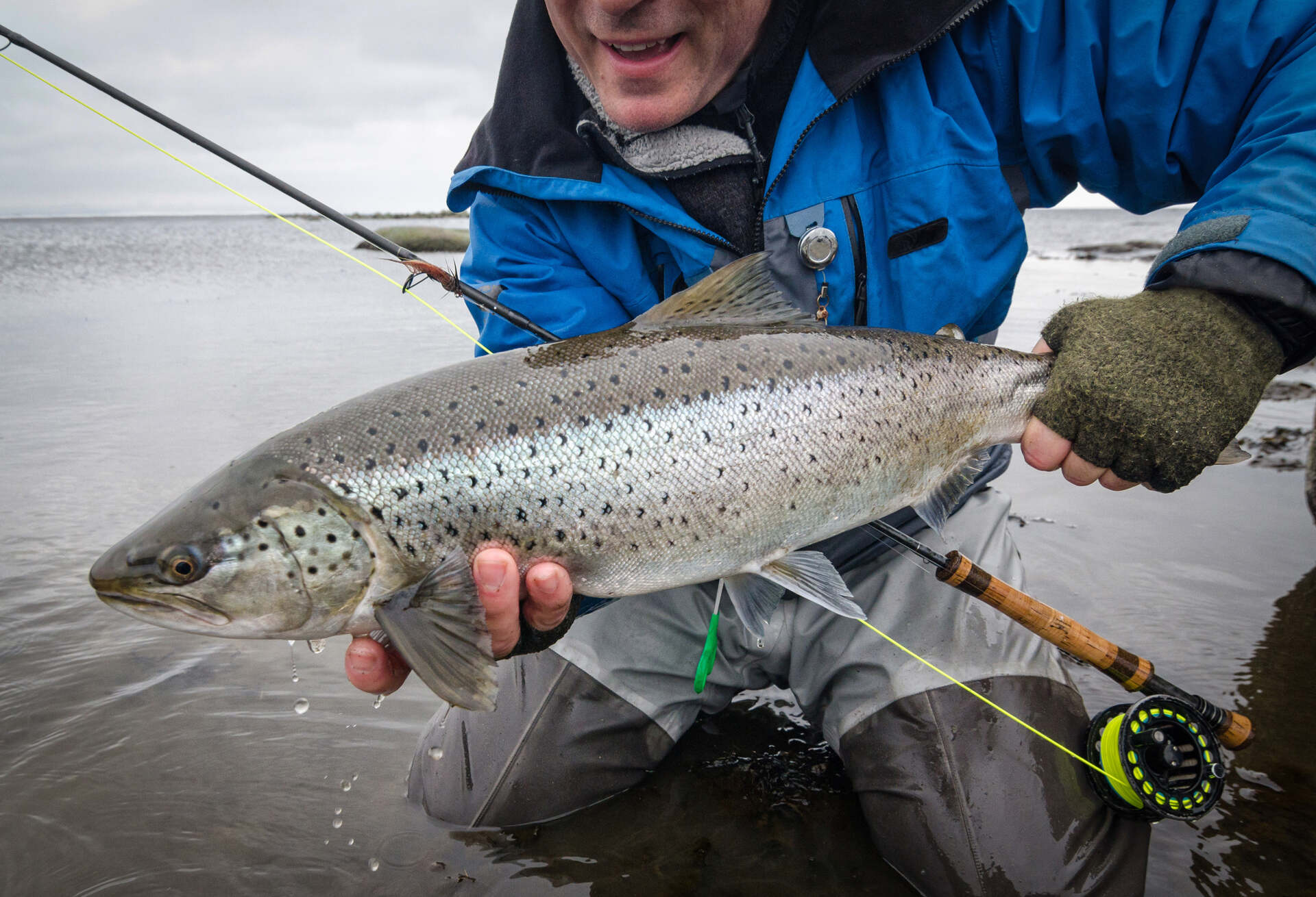 Angler with big colored sea trout