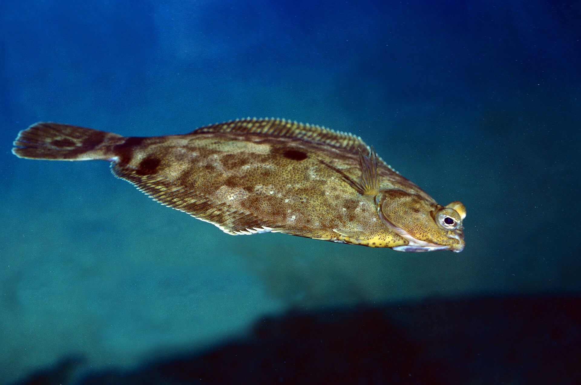 Whole single fresh European flounder