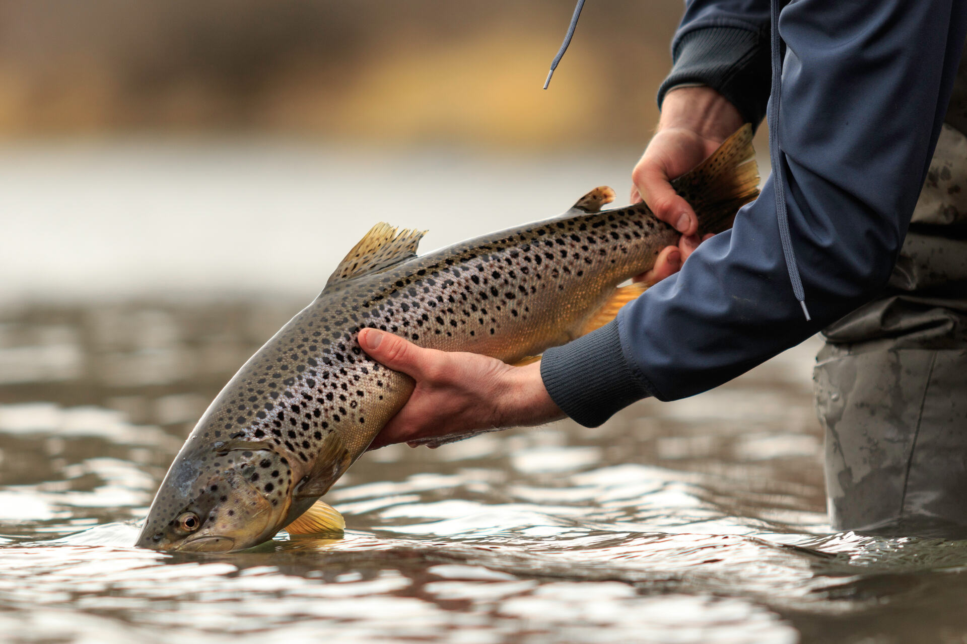 Close-up shot of an angler holding a brown trout