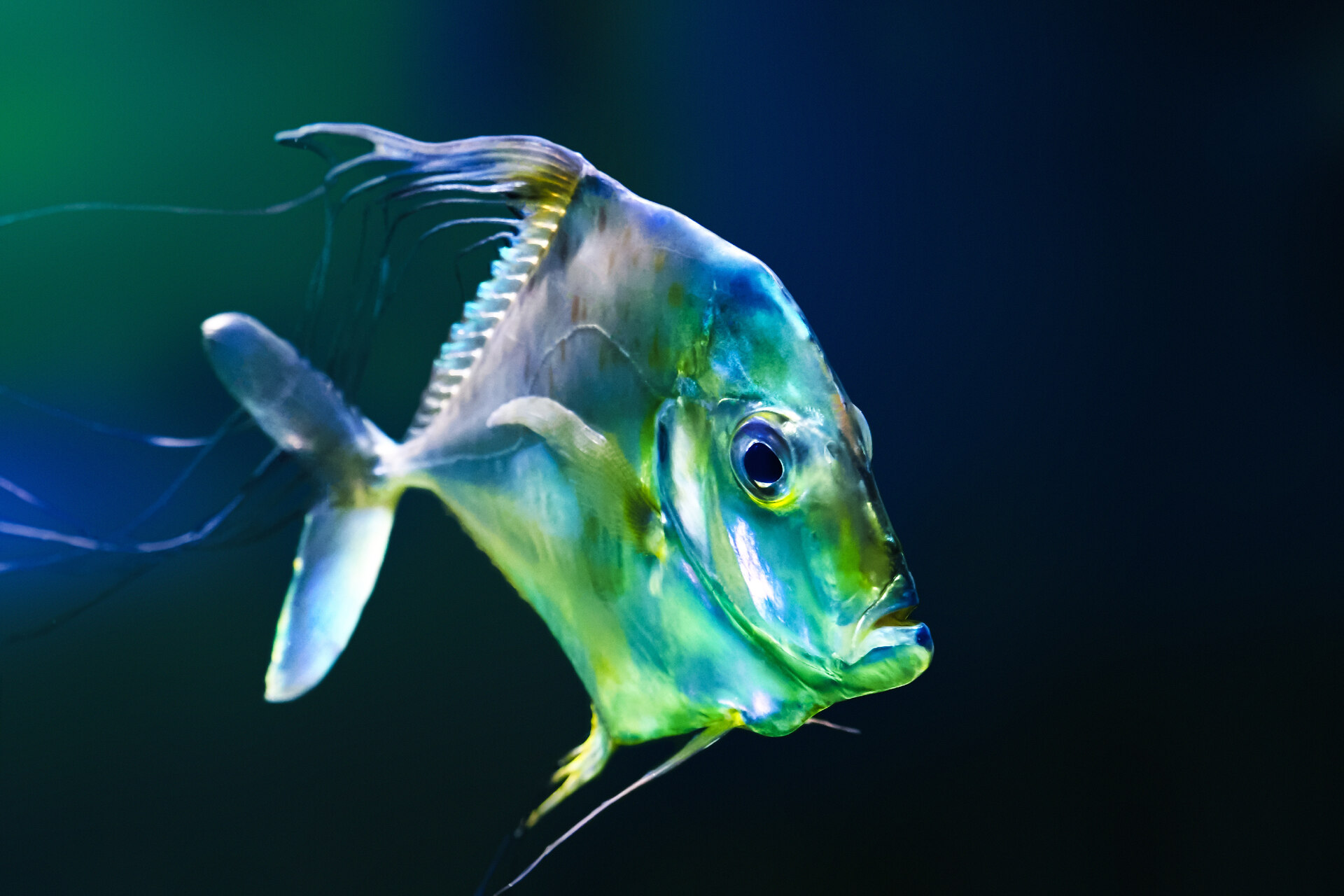 An African Pompano underwater